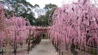結城神社の枝垂れ梅
