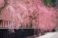 今年こそは！！の　角館の桜