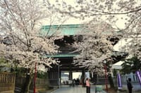 2024お花見　 市川　法華経寺へ桜詣