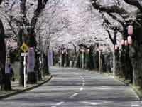 3/31 松戸市常盤平の桜のトンネルを楽しむ会