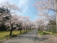 『二大お花見』約２kmにわたる「太平山の桜のトンネル｣と「幸手権現堂の夜桜｣観賞