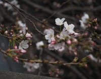 かつては江戸の桜、今日の日本橋・銀座のさくらはどう!?