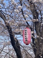 桜の見ごろは