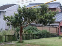 台風前に枇杷の木を剪定しました