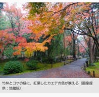 「竹の寺」で紅葉を愛でる