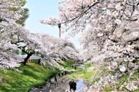 さくら咲く「根川緑道」