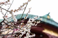 「亀戸天神社の梅まつり」撮影会 & 遅い新年会
