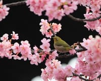 写真は、桜新町の桜とメジロ、大倉山のユキヤナギ、今朝の日の出