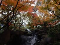 年末の新梅田シティ（その１）　中自然の森の紅葉