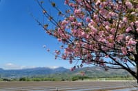群馬県昭和村の里山に咲く八重桜と谷川連峰 2023-4-27