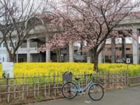 写真は、菜の花、桜、自転車、地下鉄川和町駅、谷本公園の桜、姫コブシ
