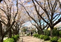 歩行訓練！強風に耐えてた桜も耐えてる。