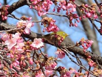 代々木公園の河津桜とメジロ、日本初飛行の地、紅梅
