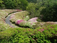 生駒山「なるかわ園地・ツツジ園」開花状況