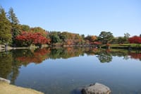 昭和記念公園の黄葉紅葉まつり　2016.11.17撮影