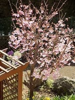 中高年！早く「桜をを見る会」をやらないと散ってしまいます。そろそろ満開！