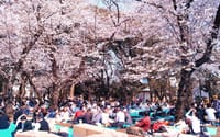 （中止させていただきます）久しぶりのイベントです。上野で平成最後のお花見です