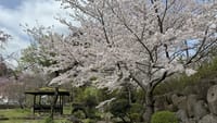 桜の修善寺と名前そのもの狩野川さくら公園