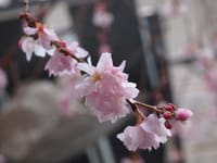 冬の京都ウォーキング（🌸冬桜を探そう🌸）