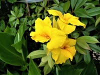 ＜我が家の花壇＞ 梅雨時に咲く花：カンナ・ルピナス・アジサイ・・ 只今、種から生育中：アサガオ・ヒマワリ・・