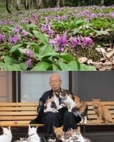 中止　かたくりの花と猫の寺　　福井県大野市～越前市