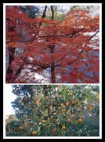 弘法山紅葉とみかん畑と天然温泉