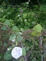 今朝のオシロイバナの咲き残りと洋種アサガオのミルキーウェイ観察