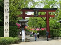 根津神社、西新井大師のフジとボタン、西新井大師の御衣黄桜