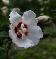 ムクゲの花　2