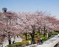 講釈師と一緒に歩く「和太鼓体験と桜の隅田川散策」＆日本橋亭お江戸寄席のツアーにご一緒しませんか～♪