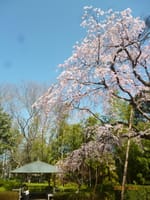松戸市、春の戸定邸・松戸神社・江戸川・常盤平ぼっち散策