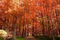水元公園でメタセコイアの紅葉の見物（昨年の雨天中止のリベンジです。）