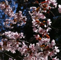 暖かくなるのが遅い北海道の5月も今は桜が咲いています。