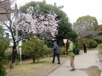 花見を兼ねたハイキング(１)　茨木市桜通り