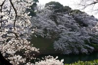 朝の千鳥ヶ淵に満開の桜を撮りに