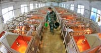 中国養豚大手、豚肉価格高騰で増産投資計8000億円