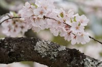 「霞間ヶ渓（かまがたに）公園の桜」撮影会