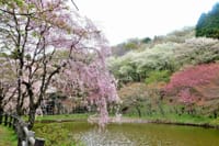 神奈川県松田町 最明寺史跡公園の桜 2023-4-6