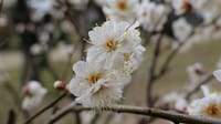大仙公園の梅の花（２０２４年１月２３日）