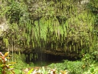 2019年冬のハワイ旅行(7)カウアイ島観光スタート、まずはシダの洞窟