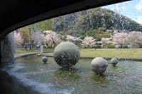 春景色 その13「県立公園の🌸桜景色①」