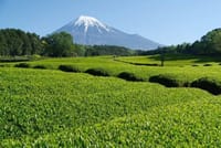 静岡の友人から　富士山好きのやまやまに　素敵な写真をくださいました