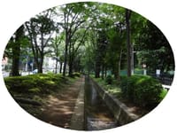 武蔵野の3つの緑道巡り歩き　