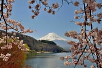 河口湖北岸の桜と富士山 2022-4-12