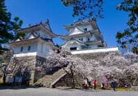 伊賀上野城の桜