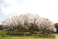 鍋山古墳の桜