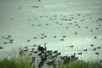 タスマニアで見かけた野生動物たち　黒鳥