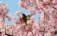 河津桜とメジロを撮影しましょう。