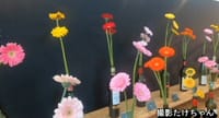 春の花として人気のガーベラ＆香り豊かなスイートピー展