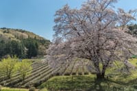 岩淵の一本桜と萬福寺の桜